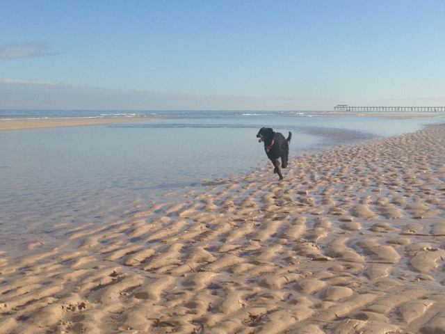 The adventures of office dog